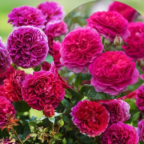 Rosa 'Gabriel Oak' - Roos 'Gabriel Oak' C4/4L